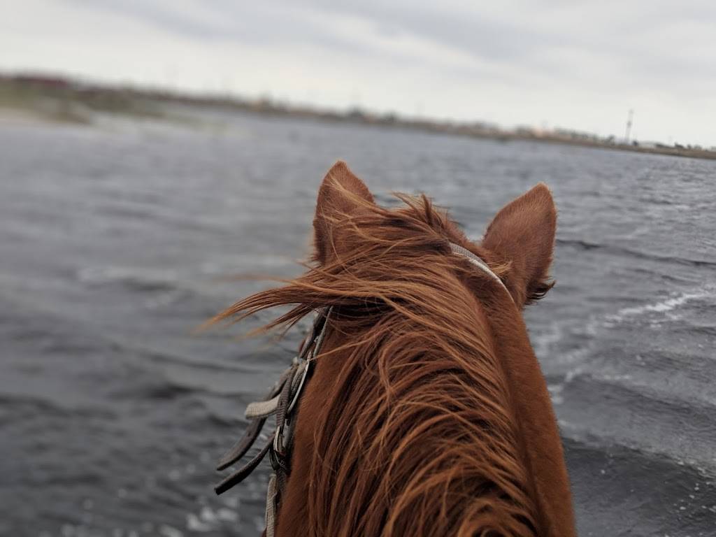 Horses on the Beach | 16562 S Padre Island Dr, Corpus Christi, TX 78418, USA | Phone: (361) 949-4944