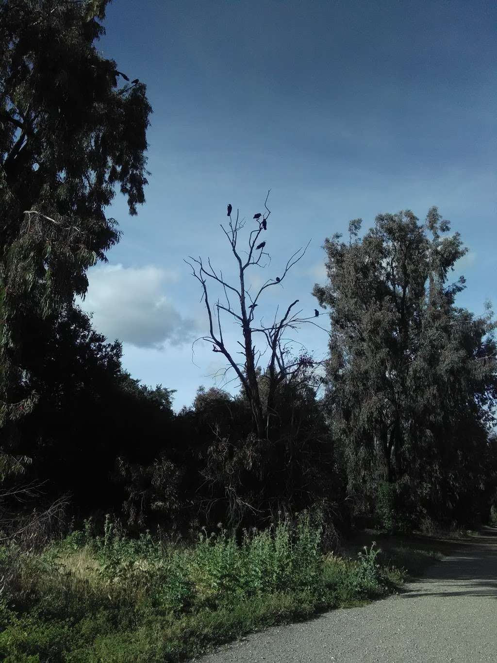 Los Capitancillos Ponds | Guadalupe Creek Trail, San Jose, CA 95118, USA