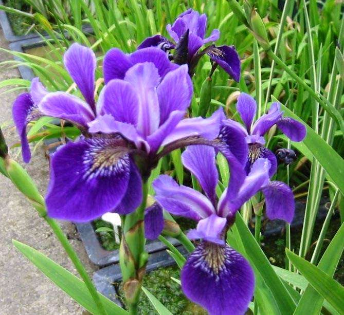 Lilies Water Gardens | Broad Ln, Dorking, Surrey RH5 5AT, UK | Phone: 01306 631064