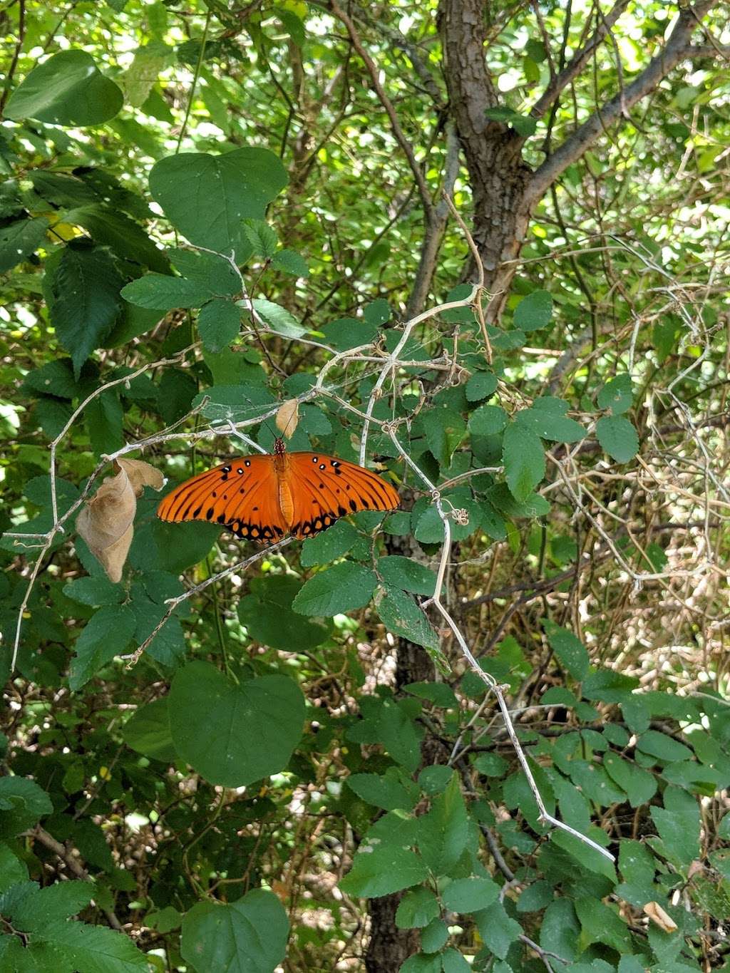 John F. Burke Nature Preserve | 1111 Valley View Ln, Farmers Branch, TX 75234, USA | Phone: (972) 919-2625