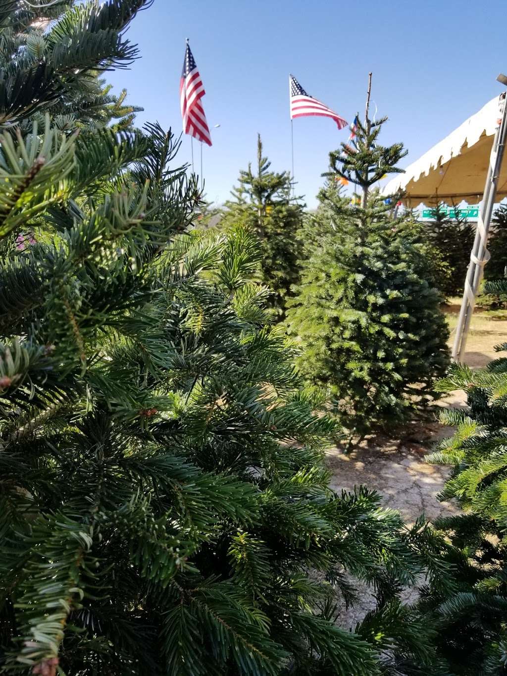 Skateland Pumpkin Patch Christmas Tree Lot | 2351 Goliad Rd, San Antonio, TX 78223, USA | Phone: (210) 454-9860