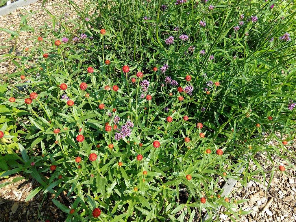 Montgomery County Master Gardener Demonstration Garden | 18410 Rock Creek Park Rd, Derwood, MD 20855, USA