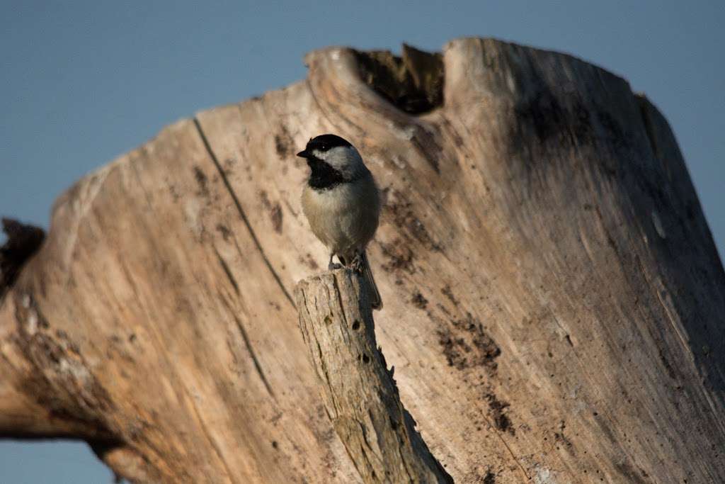 Blackwater National Wildlife Refuge | Maryland, USA