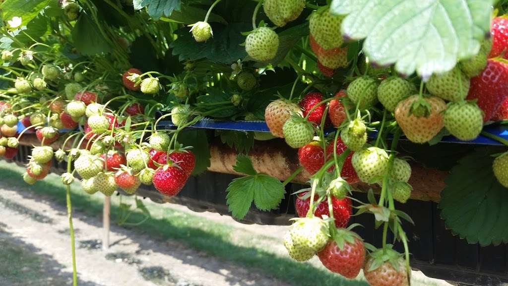 Cammas Hall Fruit Farm | Cammas Hall Farm Needham Green, Hatfield Broad Oak CM22 7JT, UK | Phone: 01279 718777