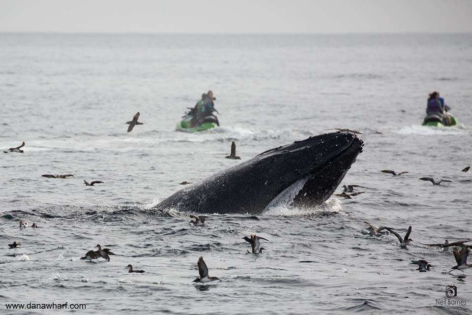 Dana Wharf Sportfishing & Whale Watching | 34675 Golden Lantern, Dana Point, CA 92629 | Phone: (949) 496-5794