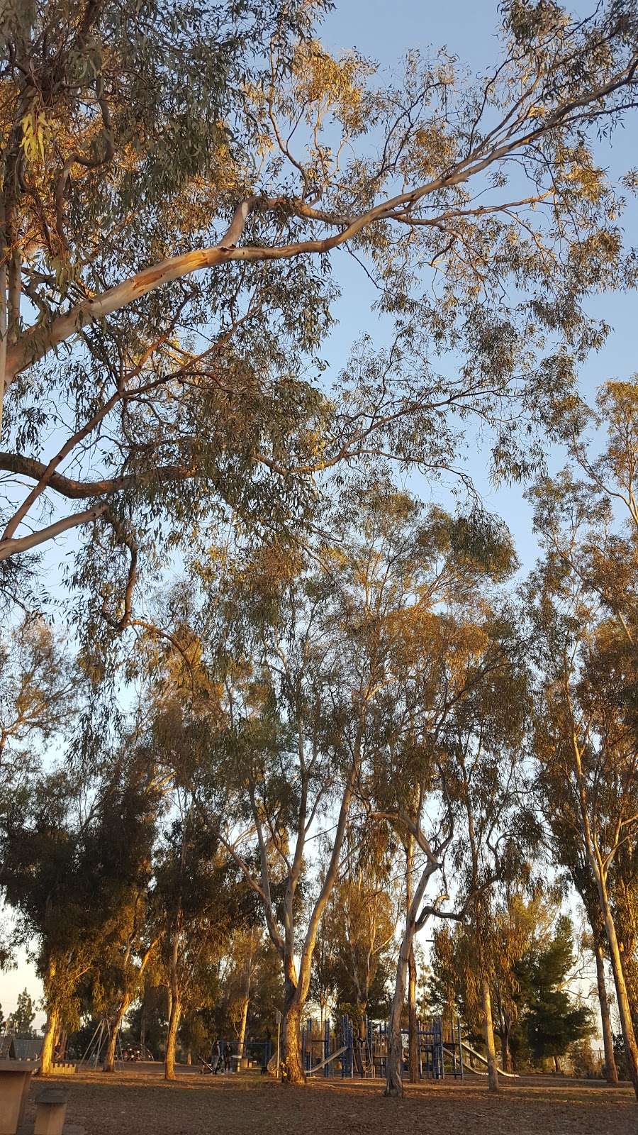 Murray Ridge Park | 8651 Celestine Ave, San Diego, CA 92123, USA | Phone: (619) 573-1408