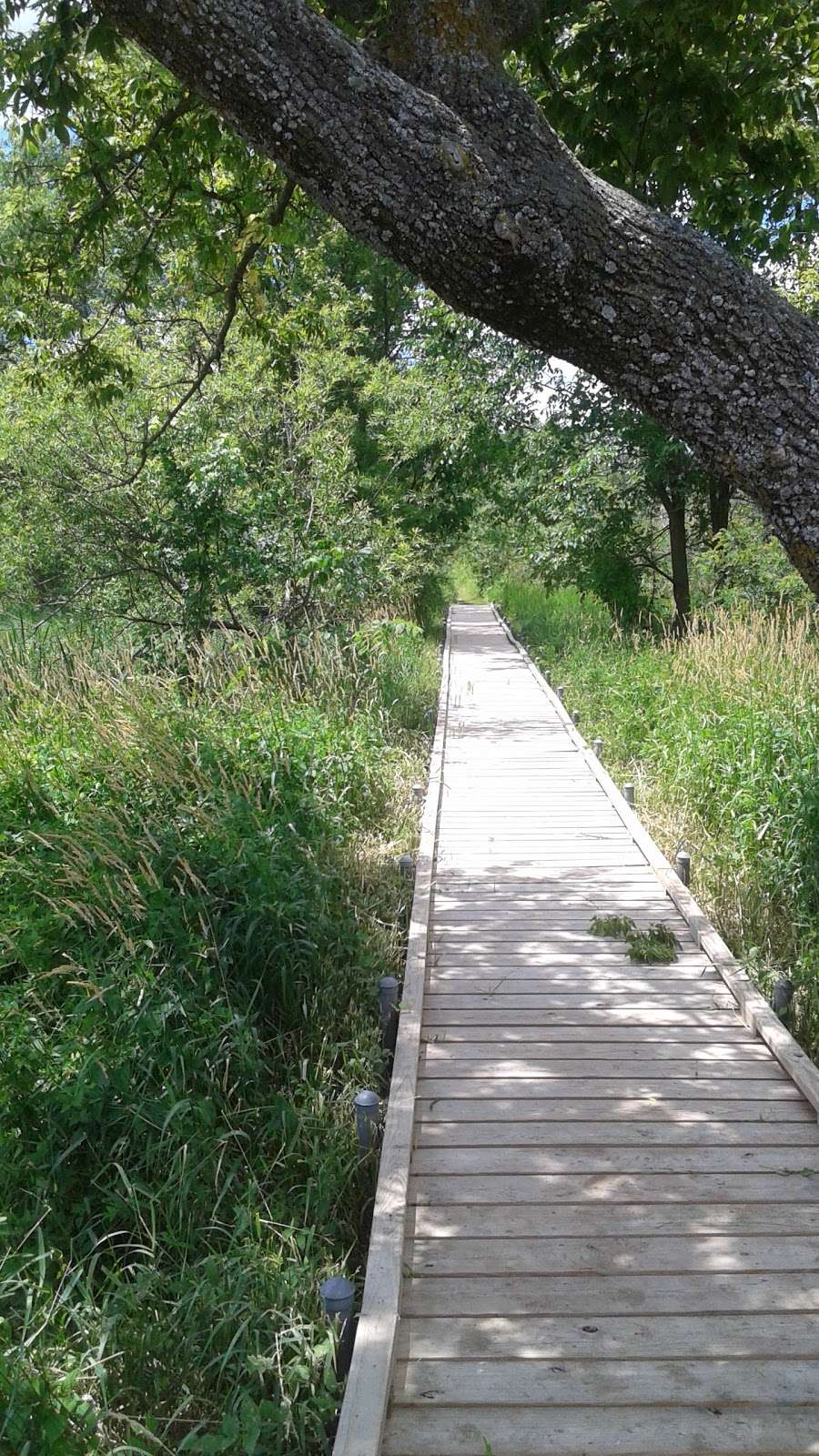 Ferson Creek Fen Nature Preserve | 4N316 State Rte 31, St. Charles, IL 60174, USA