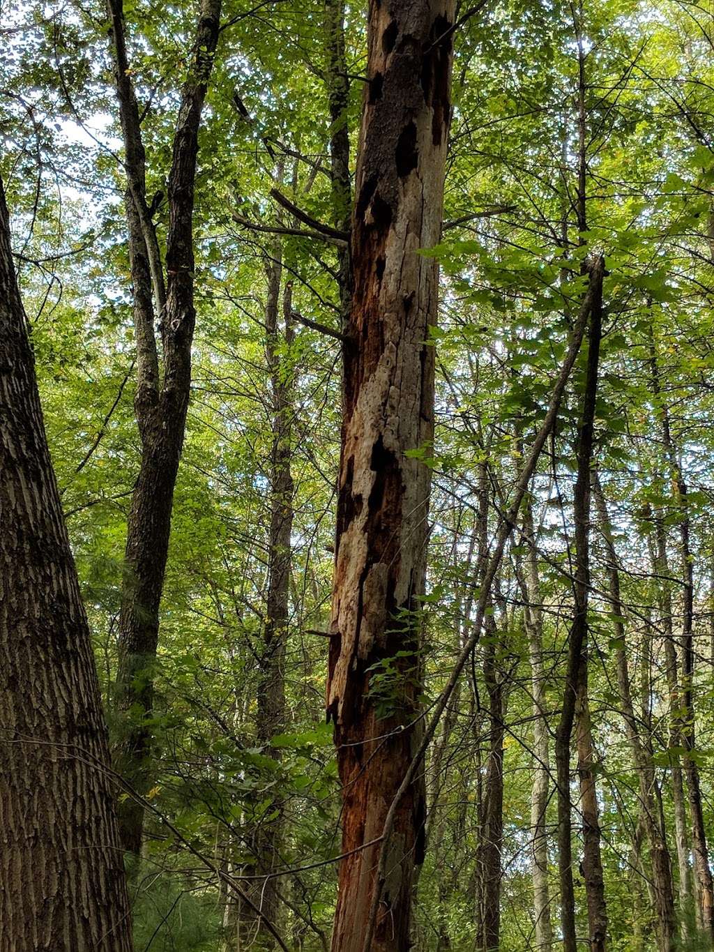 Kendall Pond Conservation Area | 87 South Rd, Londonderry, NH 03053, USA