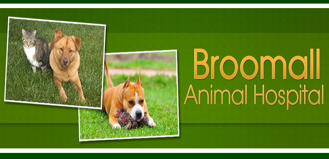 Broomall Animal Hospital | 2518 West Chester Pike, Broomall, PA 19008, USA | Phone: (610) 356-1758