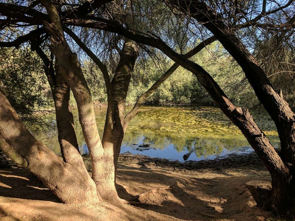 Bullfrog Pond | Phoenix, AZ 85050, USA