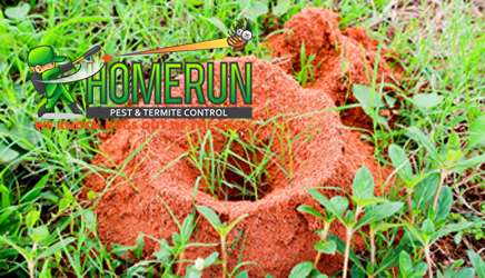 Home Run Pest & Termite Control | 2559 Elm Grove Rd, Wylie, TX 75098, USA | Phone: (972) 800-6354