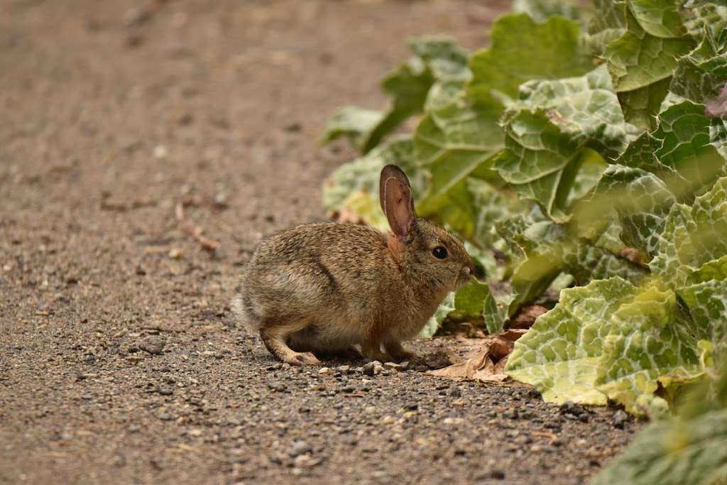 George F Canyon Preserve and Nature Center | 27305 Palos Verdes Dr E, Rolling Hills Estates, CA 90274 | Phone: (310) 547-0862