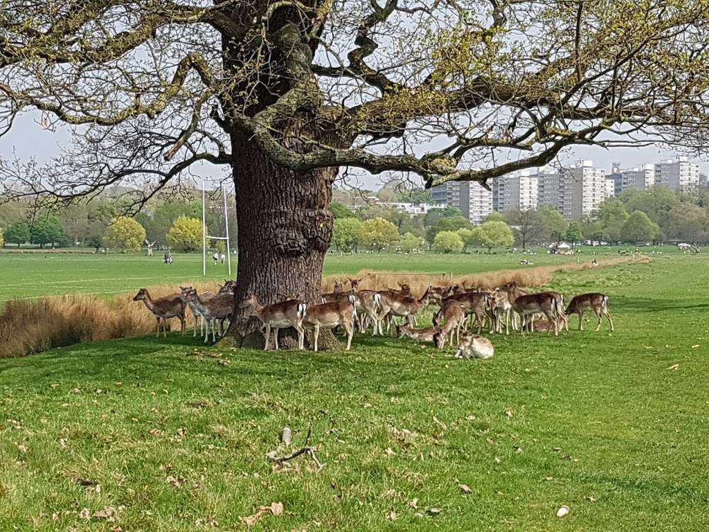 Richmond Park | Richmond, UK | Phone: 0300 061 2200