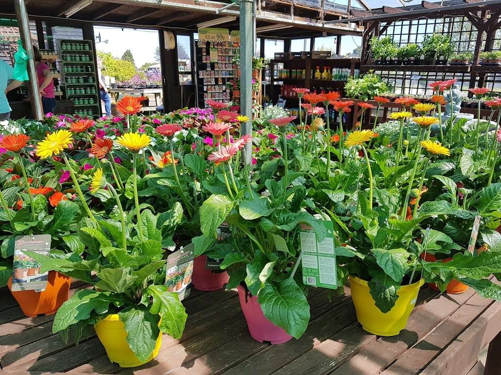 Barnes Nurseries | 46 Woodmansterne Ln, Wallington SM6 0SW, UK | Phone: 020 8647 8213