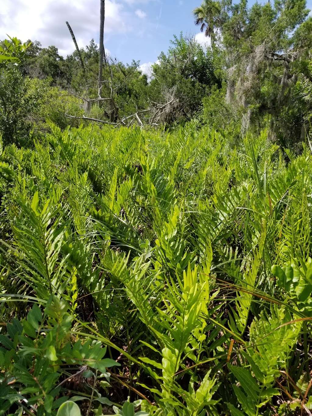 Otter Park North | Pioneer Trail, New Smyrna Beach, FL 32168, USA | Phone: (386) 424-2175