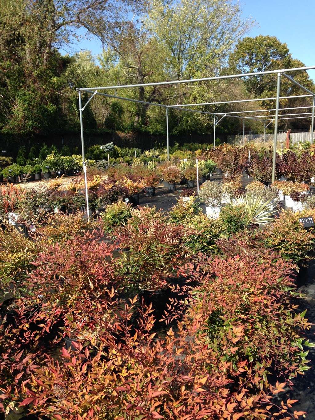 The Garden Center at Sepers Nursery | 1114 W. Weymouth Rd, Newfield, NJ 08344, USA | Phone: (856) 696-4220