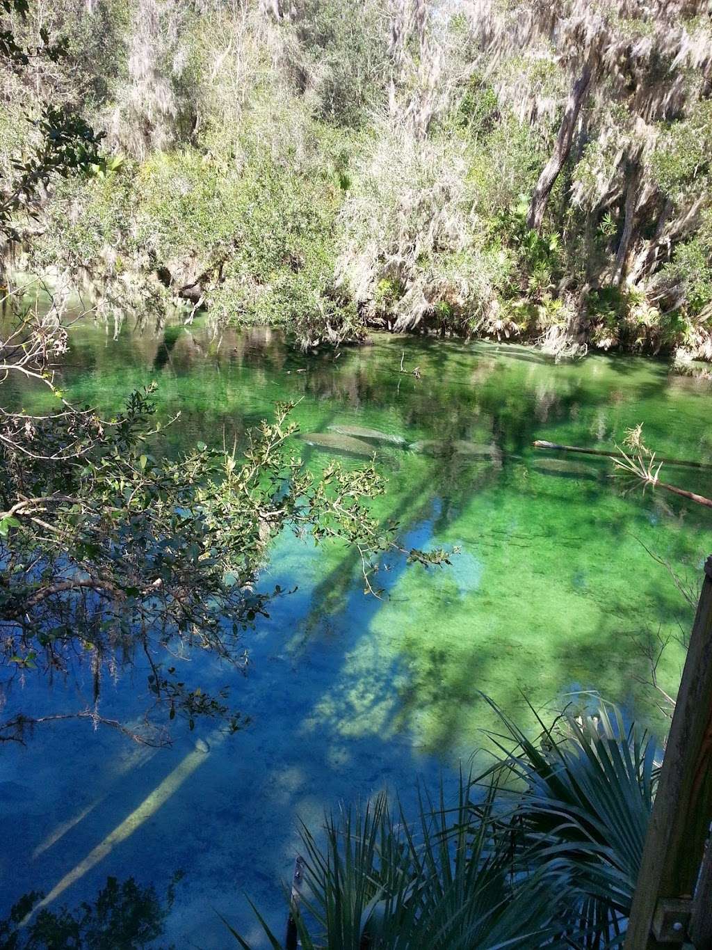 Blue Spring State Park | 2100 W French Ave, Orange City, FL 32763, USA | Phone: (386) 775-3663