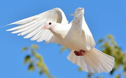 A Sign Of Peace White Dove Releases | 559 Stevenson Rd, Erlanger, KY 41018, USA | Phone: (859) 727-3254