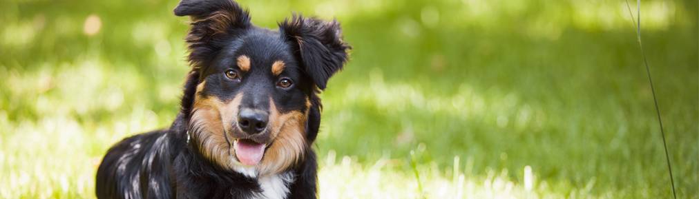 Bermuda Hundred Animal Hospital | 13237 Rivers Bend Blvd, Chester, VA 23836, USA | Phone: (804) 530-1513