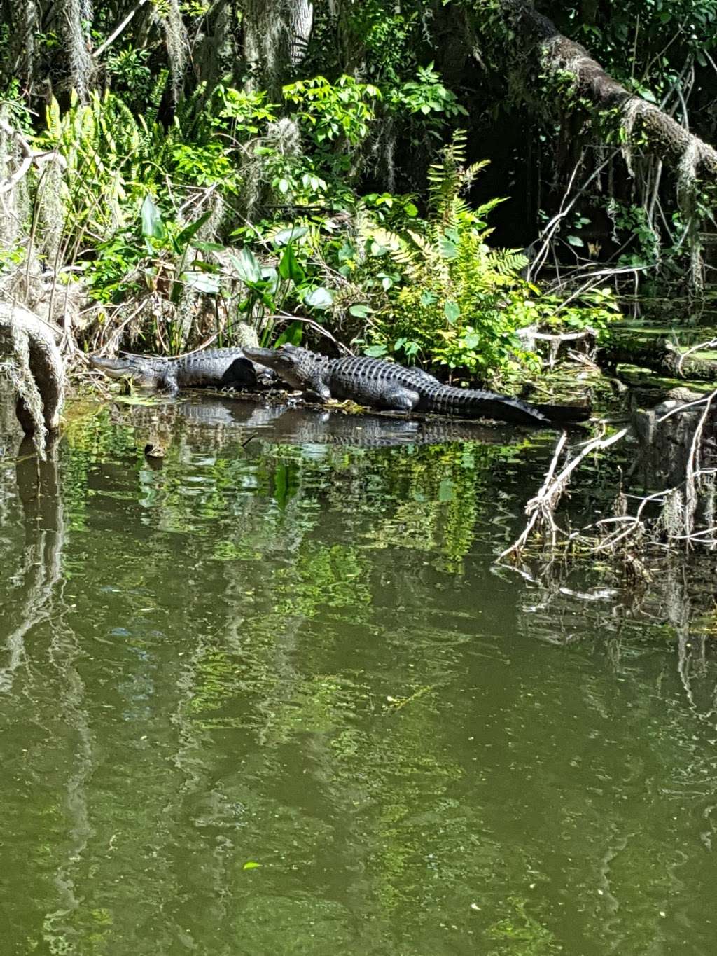 Premier Boat Tours | On the Dock, 100 Alexander St, Mt Dora, FL 32757, USA | Phone: (352) 434-8040