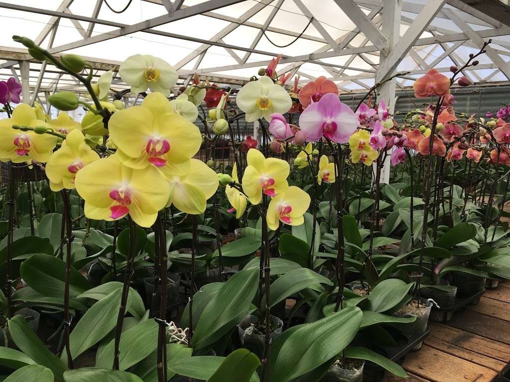 South Coast Orchids | 805 Mar Vista Dr, Vista, CA 92081, USA | Phone: (760) 940-8000