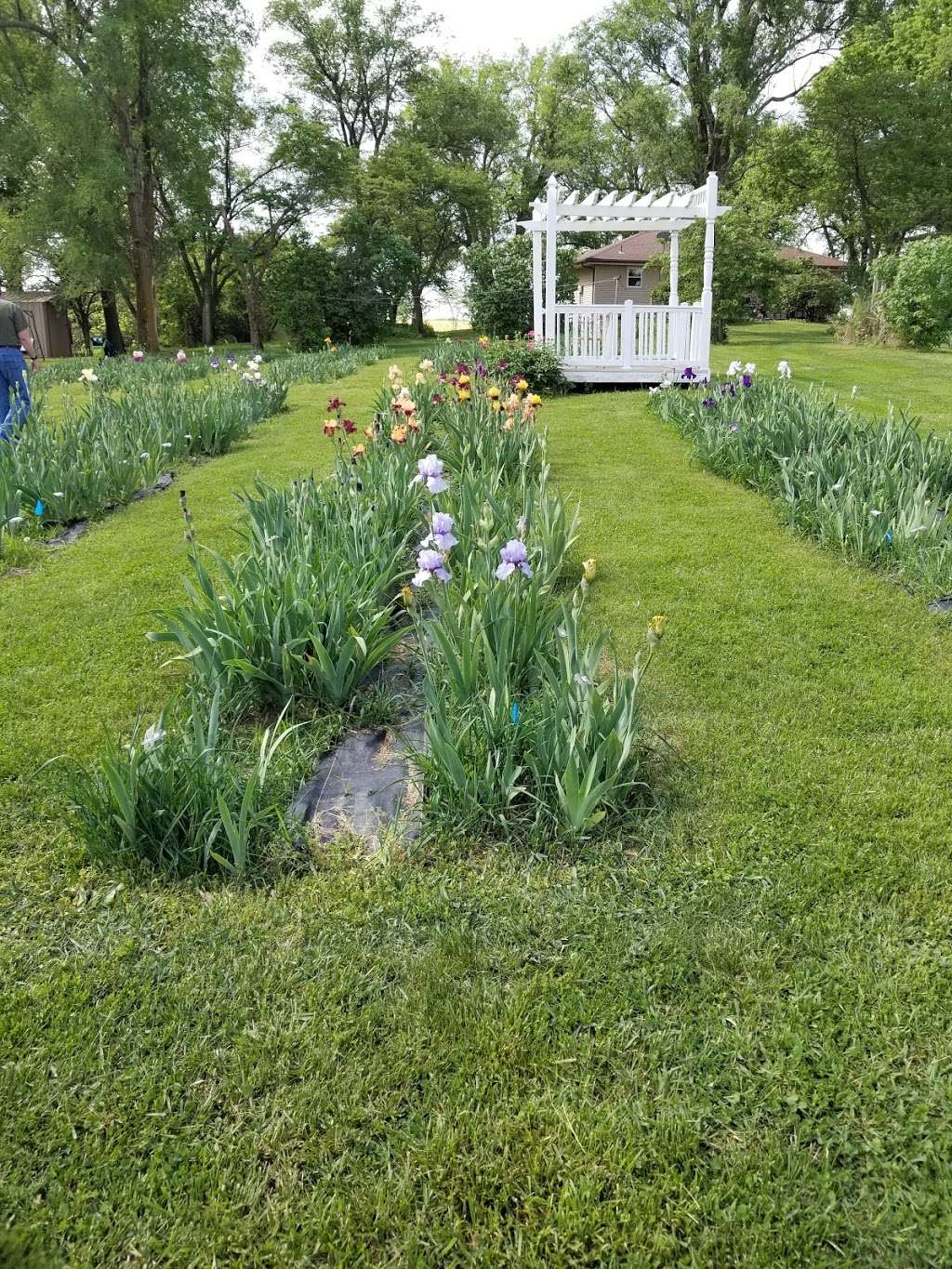 Comanche Acres Iris Gardens | 12421 SE State Route 116, Gower, MO 64454 | Phone: (816) 424-6436