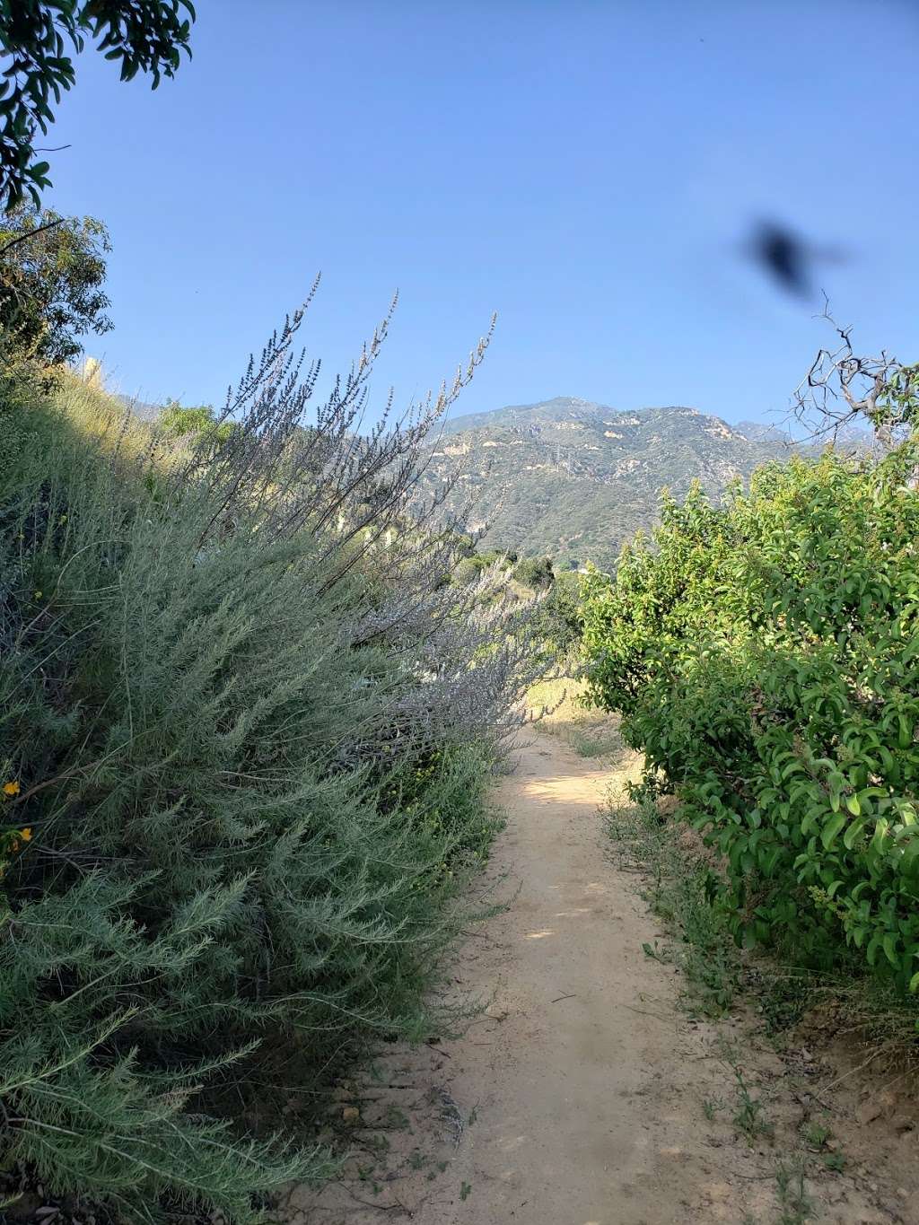 Altadena Crest Trail | Unnamed Road, Altadena, CA 91001, USA