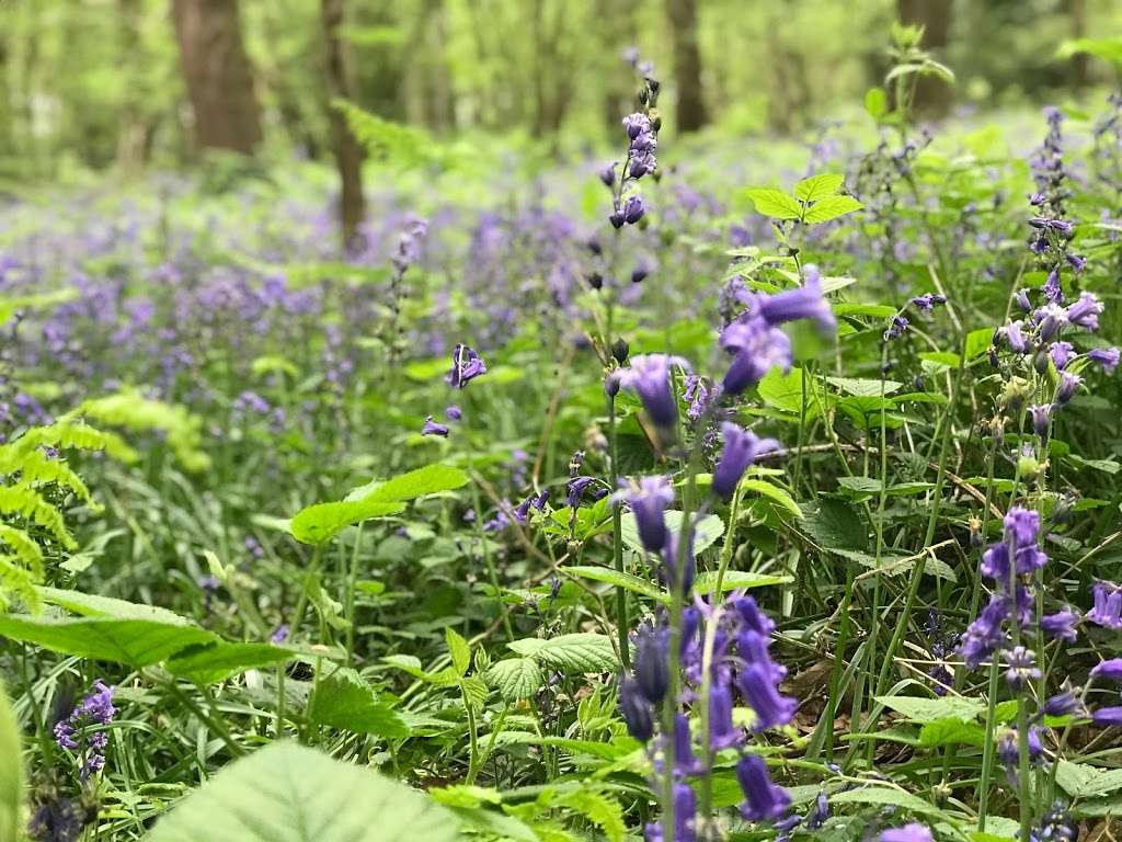 Selsdon Wood Nature Reserve | South Croydon, Croydon CR0 9HU, UK | Phone: 020 8726 6900