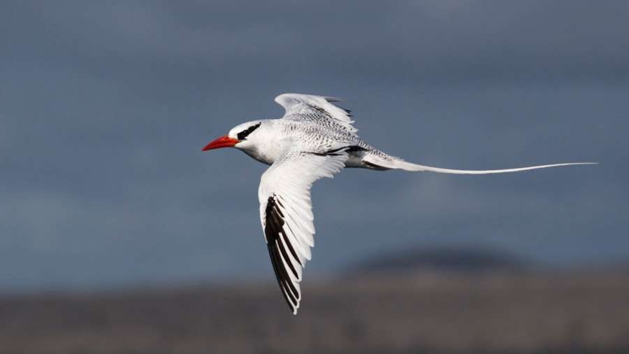 American Birding Association Inc. | 93 Clinton Street Box 744, Delaware City, DE 19706 | Phone: (800) 850-2473