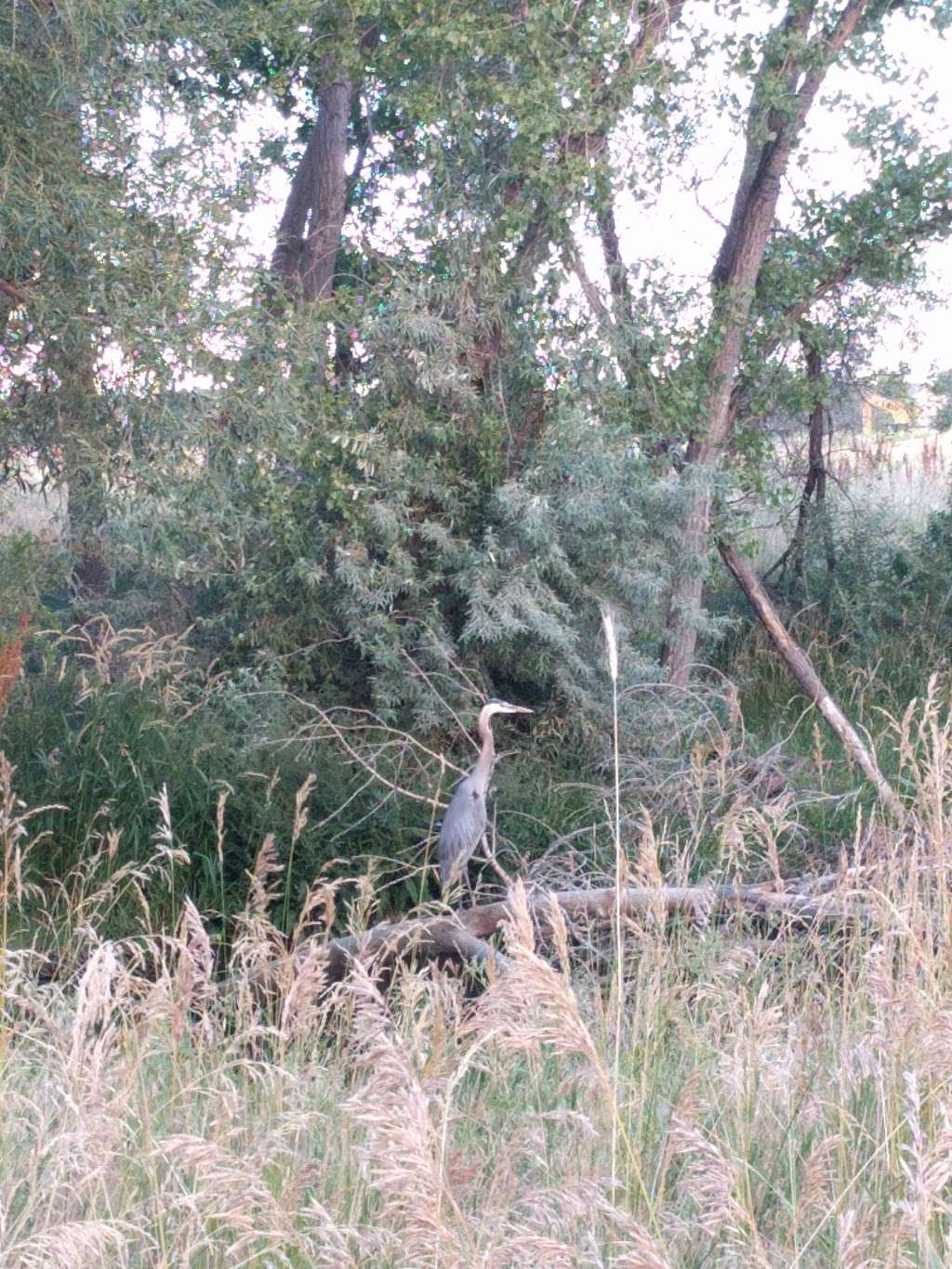 Coal Creek Corridor Open Space | 1720 Elysian Field Dr, Lafayette, CO 80026, USA | Phone: (303) 661-1306