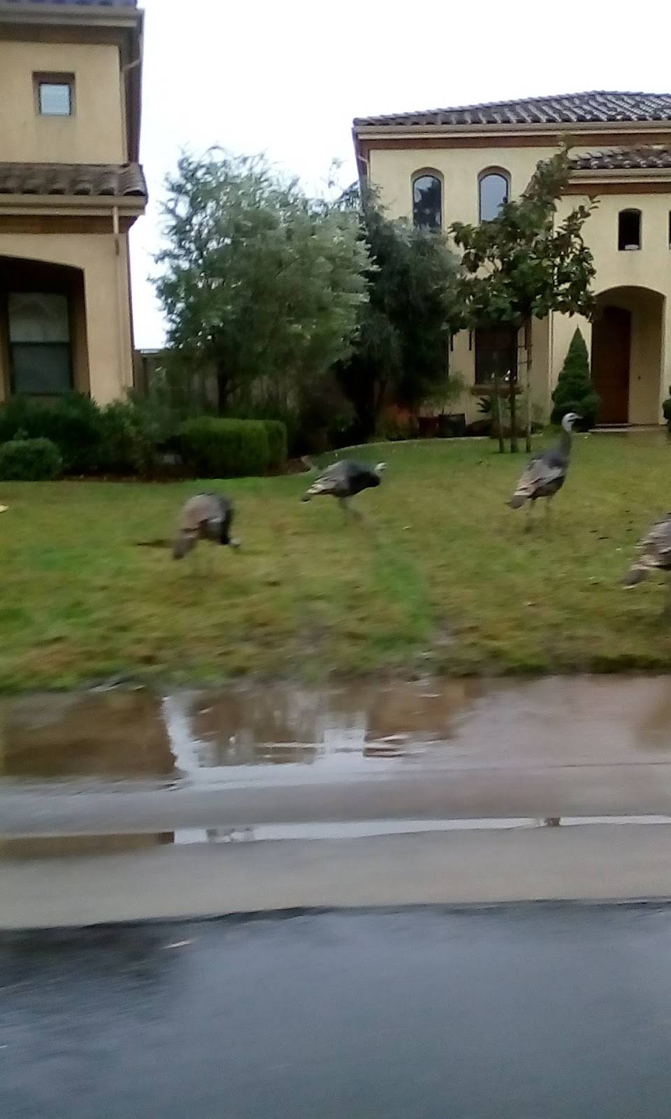 Steven Hassing Law Offices | 425 Calabria Ct, Roseville, CA 95747, USA | Phone: (916) 543-3602