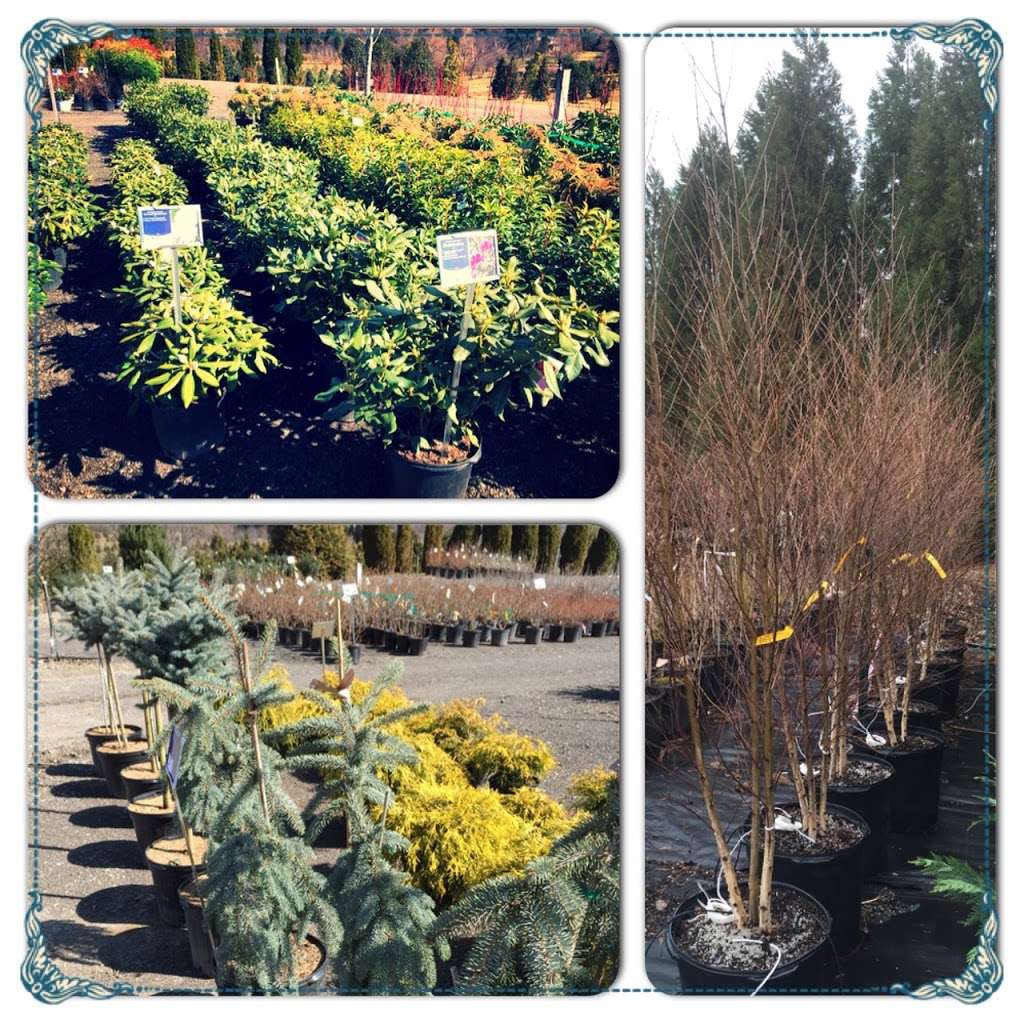 Water Crest Farms Nursery | 190 Woodcrest Rd, West Grove, PA 19390 | Phone: (610) 869-3883