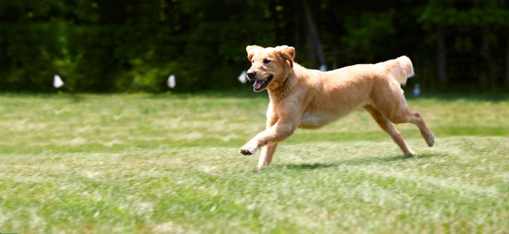 DogWatch Hidden Fences of Portland | 7 Grouse Terrace, Lake Oswego, OR 97035 | Phone: (503) 701-3033