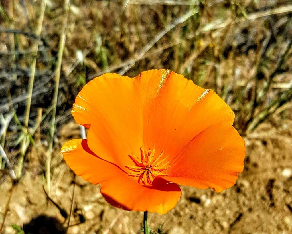 Crafton Hills Open Space Preserve | 33787-34079 Crafton Hills Ridge Trail, Mentone, CA 92359, USA