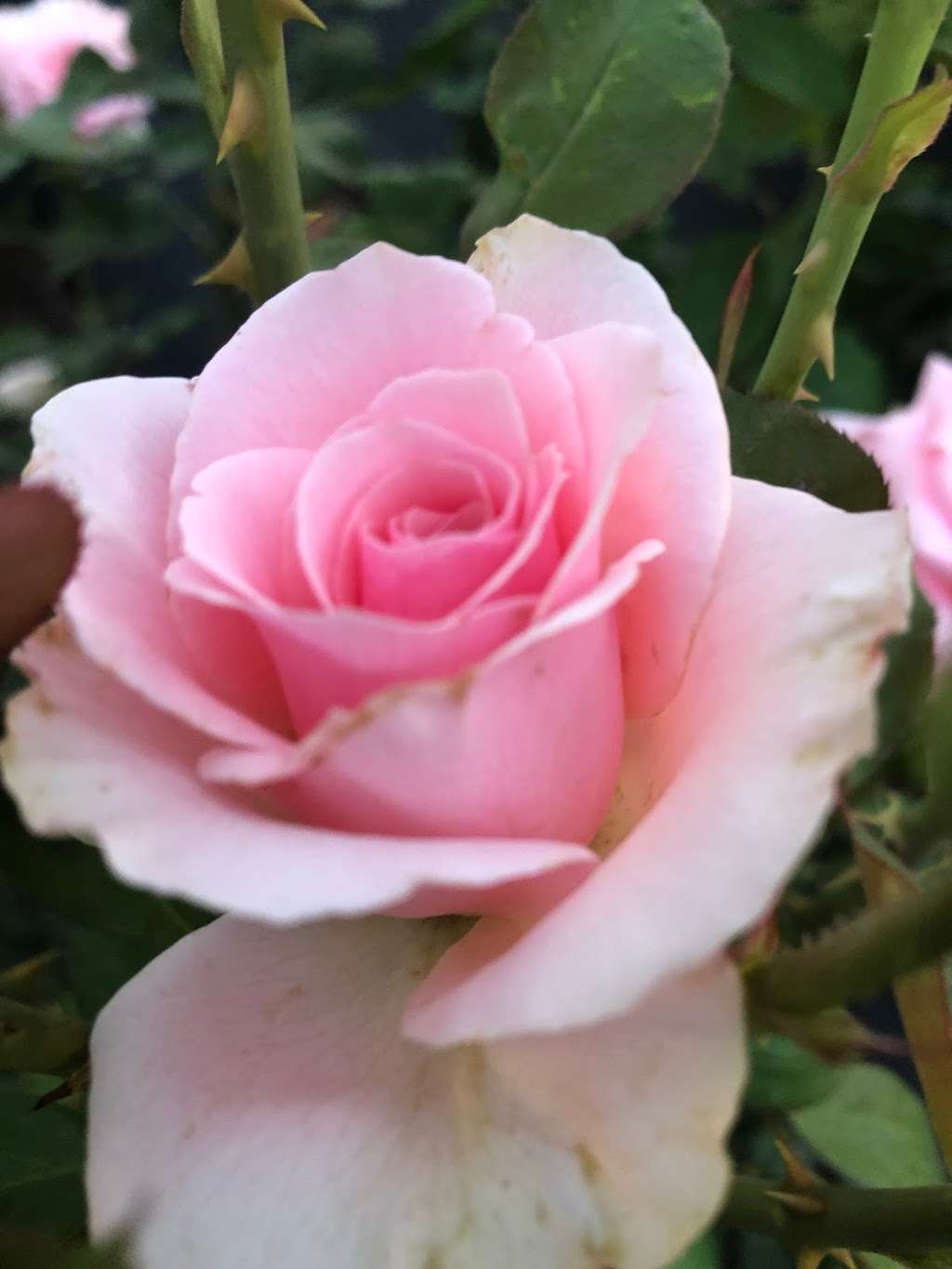 Flourish Roses | 345 E Kenwood St, Mesa, AZ 85201, USA | Phone: (602) 430-2394