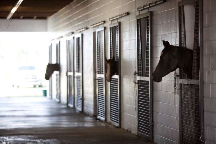 Waller Equine Hospital | 28234 Farm to Market 2920, Waller, TX 77484, USA | Phone: (936) 931-2900