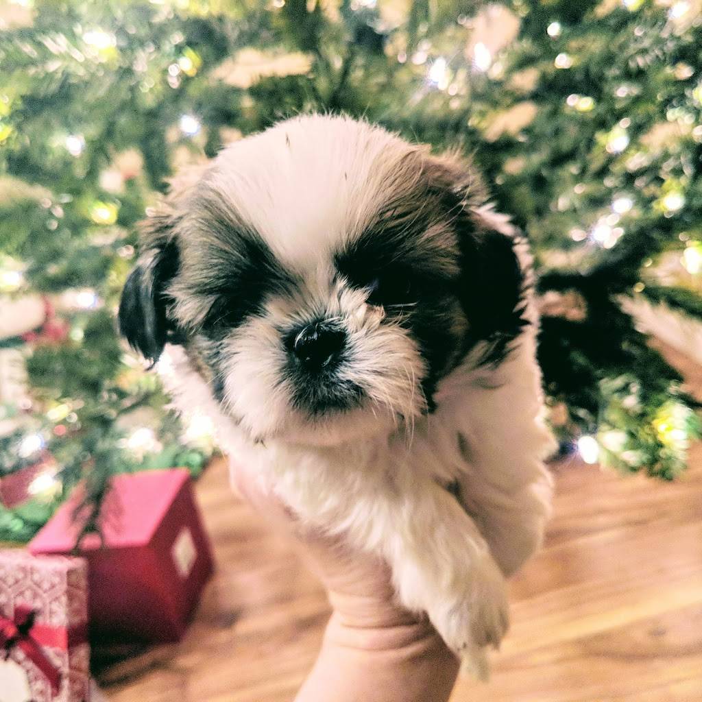 Puppy Love Shih Tzu | Mesa, AZ 85203, USA | Phone: (480) 238-2961