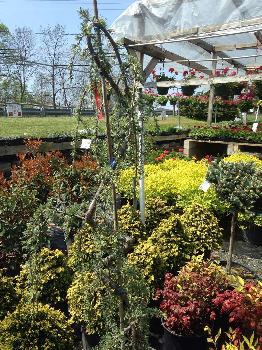 Genes Evergreens | 2520 Mountain Rd, Joppa, MD 21085 | Phone: (410) 879-4580