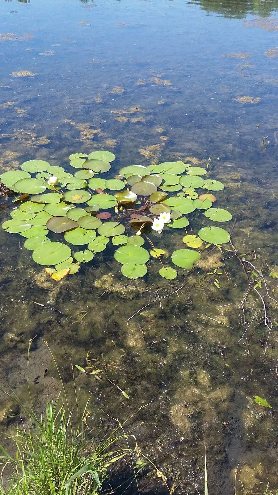 Lawrence Rotary Arboretum | 5100 W 27th St, Lawrence, KS 66047, USA | Phone: (785) 832-3451