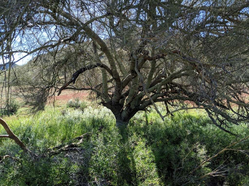 Shaw Butte Trailhead | 12950 N 7th St, Phoenix, AZ 85022, USA