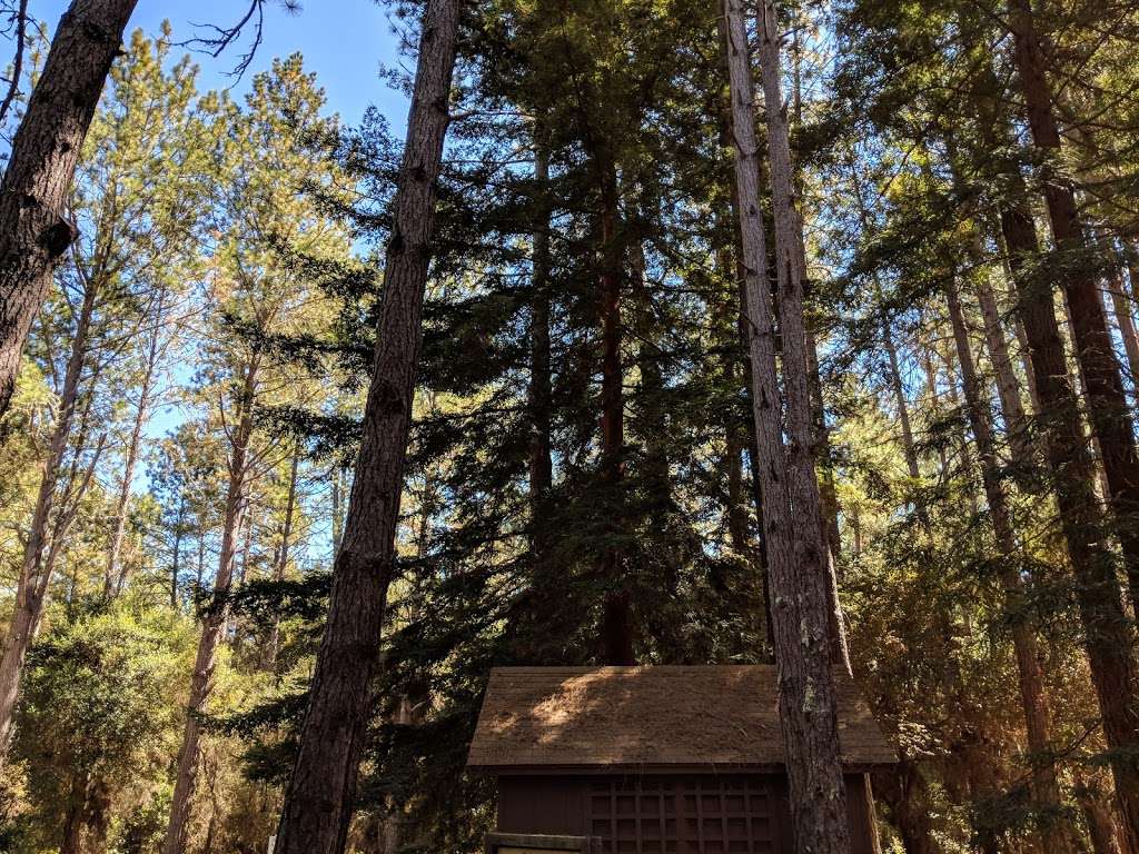 Henry Cowell Redwoods State Park Campground | 2591 Graham Hill Rd, Scotts Valley, CA 95060, USA | Phone: (831) 438-2396