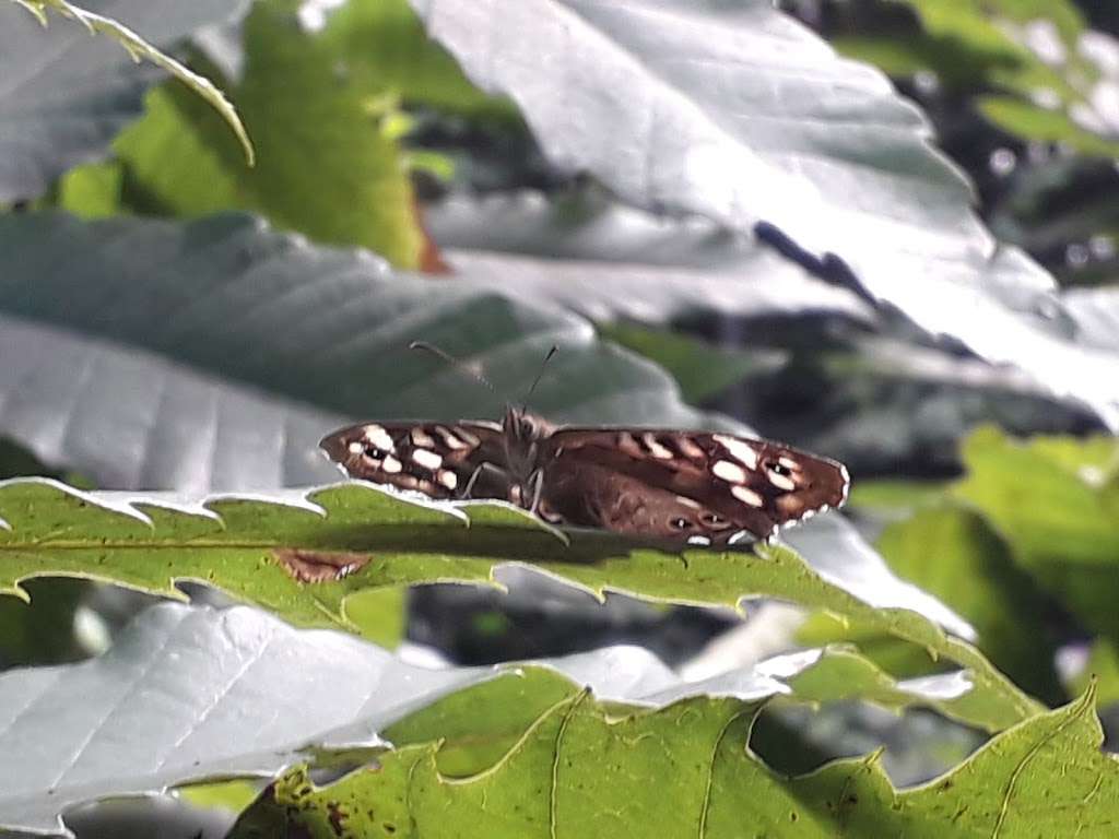 Barming Woods / Oaken Wood | Maidstone ME19 6BB, UK