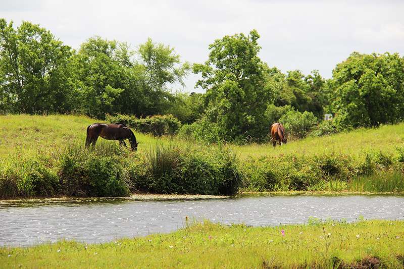 Southern Star Farms | 35056 Wilson Rd, Brookshire, TX 77423, USA | Phone: (281) 435-3929