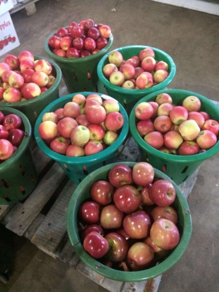 Hamilton Family Orchards | 7786 Steinsburg Rd, Coopersburg, PA 18036, USA | Phone: (610) 967-6135