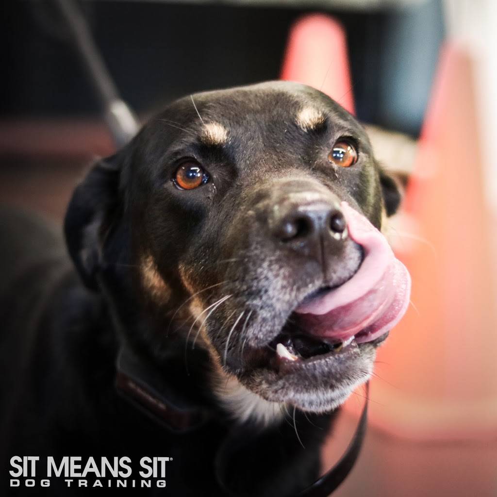 Sit Means Sit Dog Training Minneapolis | 8485 Plaza Blvd NE, Spring Lake Park, MN 55432, USA | Phone: (763) 913-8546