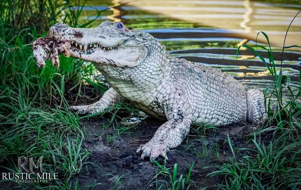 Crocodile Encounter | 23231 County Rd 48, Angleton, TX 77515 | Phone: (281) 595-2232