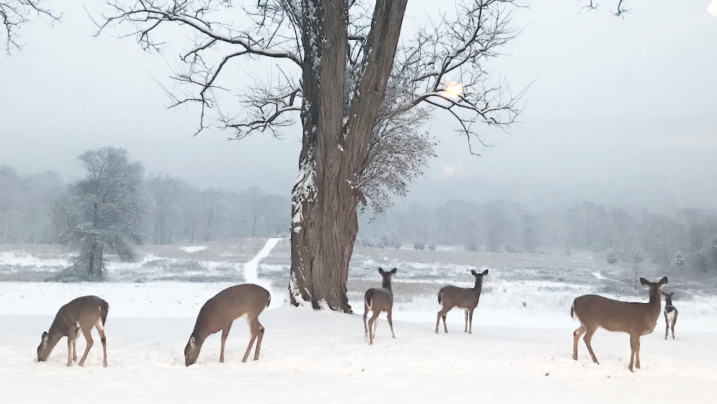 Walpack Inn | 7 National Park Service Rd 615, Layton, NJ 07851, USA | Phone: (973) 948-3890