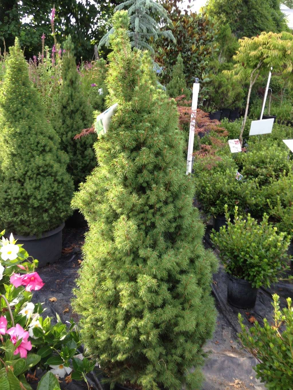 Genes Evergreens | 2520 Mountain Rd, Joppa, MD 21085 | Phone: (410) 879-4580