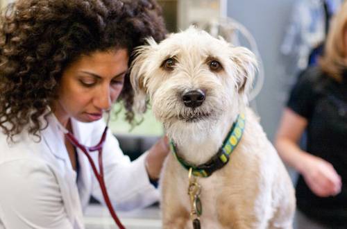 Pet Emergency & Specialty Center | 885 Canarios Ct #108, Chula Vista, CA 91910, USA | Phone: (619) 591-4802