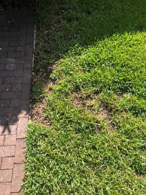 Nvirotect Pest Control Services | 16210 N Florida Ave, Lutz, FL 33549, USA | Phone: (813) 968-7031